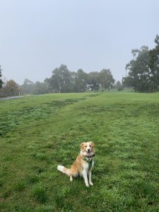 A blonde and white border collie named Bonnie is sitting on a green field. It is a very foggy day. Bonnie is sitting and looking at the camera.