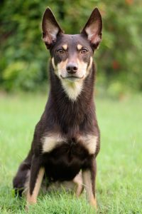 A red and tan Kelpie is sitting on a green lawn. She is looking intently into the camera.