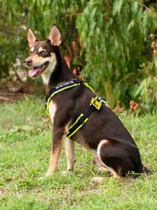 A young male red and tan kelpie. He is wearing a black and yellow harness with a patch that says Detection Dog, and L plates.