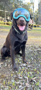 Wildlife conservation scent detection dog Alby from the Rapallo dog squad wears PPE such as goggles 