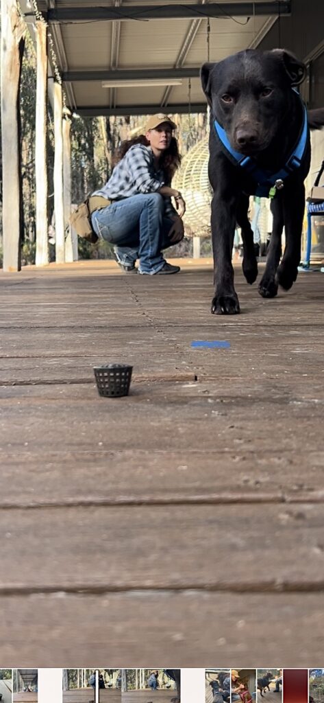 Scent Detection Wildlife Conservation Dog Kate George