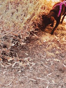 Wildlife Scent detection dog sniffing for great desert skink (nampu scat)