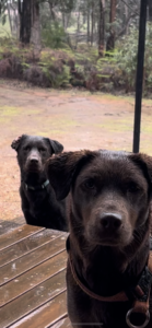 River and Alby ball obsessed wildlife conservation scent detection dogs