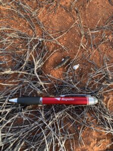 Nampu or great desert skink scat