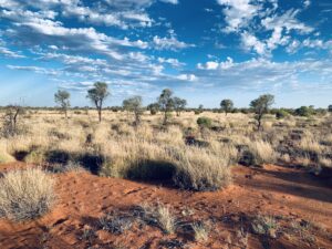 Nampu (great desert skink) country strategy