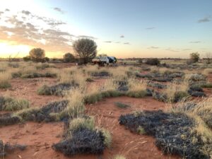 On country with Ngalia traditional owners as part of the Nampu Country strategy where traditional owners, ecologists and wildlife conservation detection dogs search for signs of great desert skink (nampu)