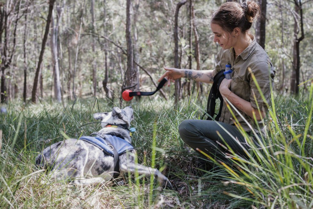 Cedar Staggard Australasian Conservation Dog Network cedar-staggard-australasian-conservation-dog-network